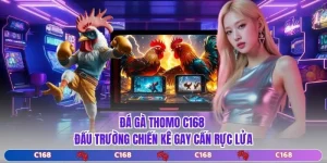 Đá Gà Thomo C168 - Đấu Trường Chiến Kê Gay Cấn Rực Lửa